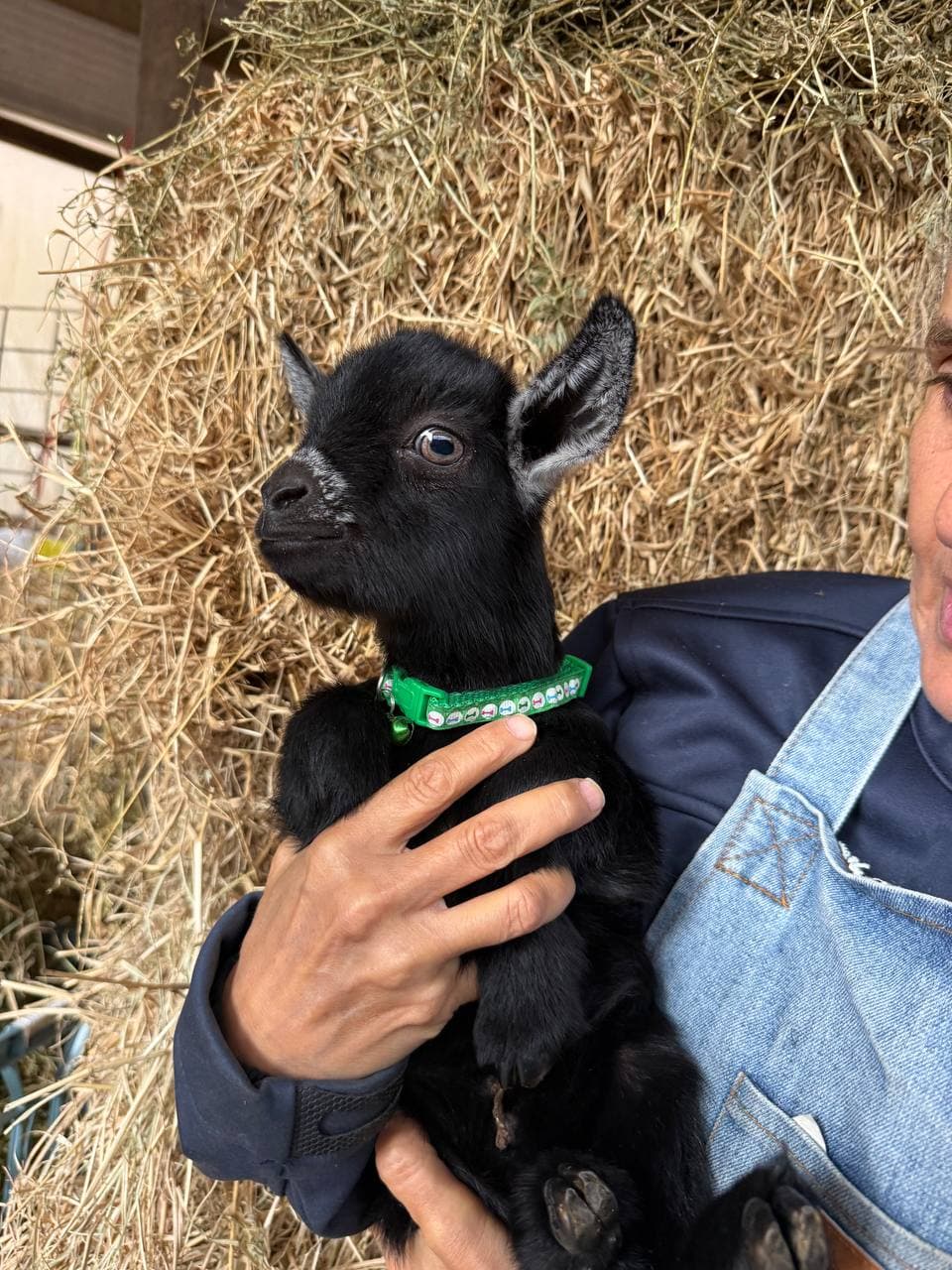 Fairhill miniature pygmy goat kid number 5