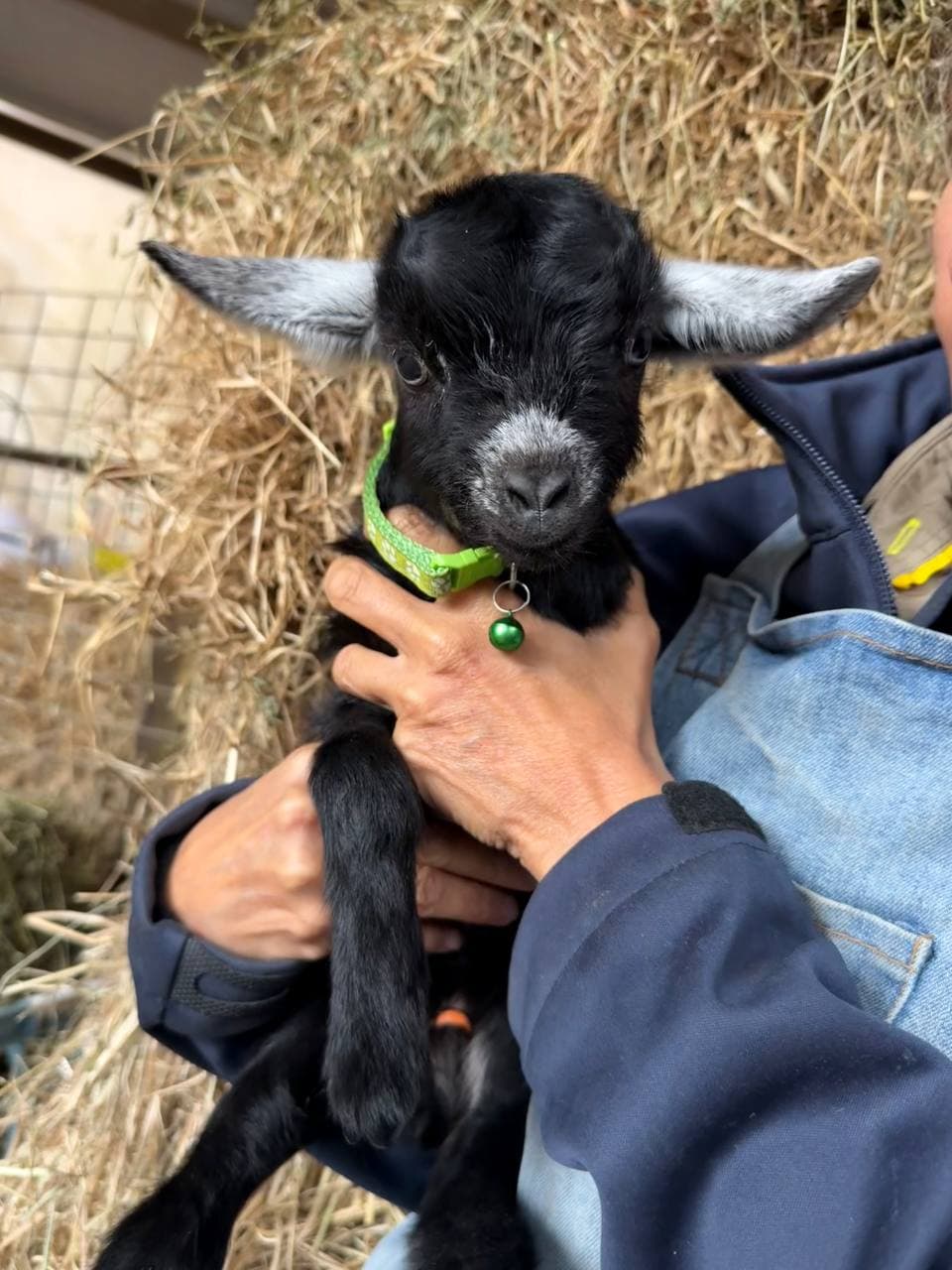 Fairhill miniature pygmy goat kid number 6