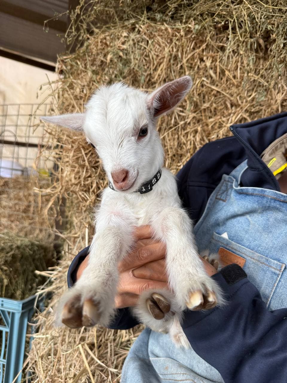 Fairhill miniature pygmy goat kid number 7