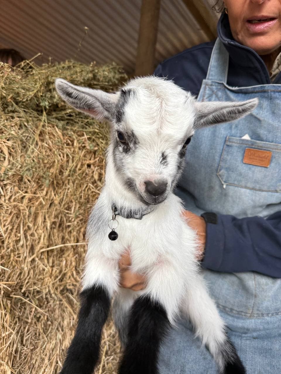 Fairhill miniature pygmy goat kid number 8