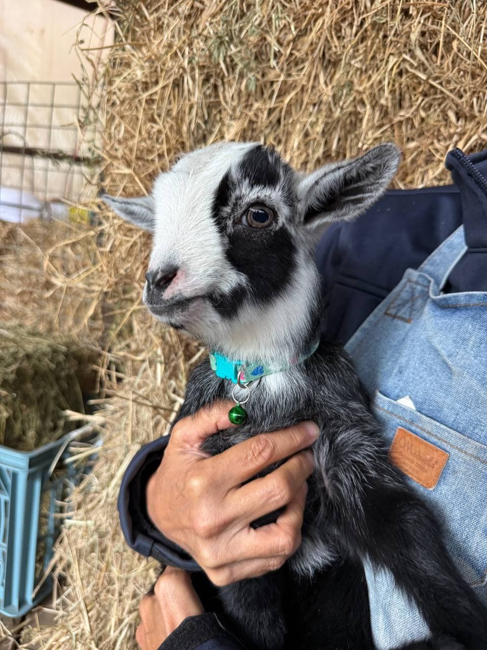 Fairhill miniature pygmy goat kid number 9