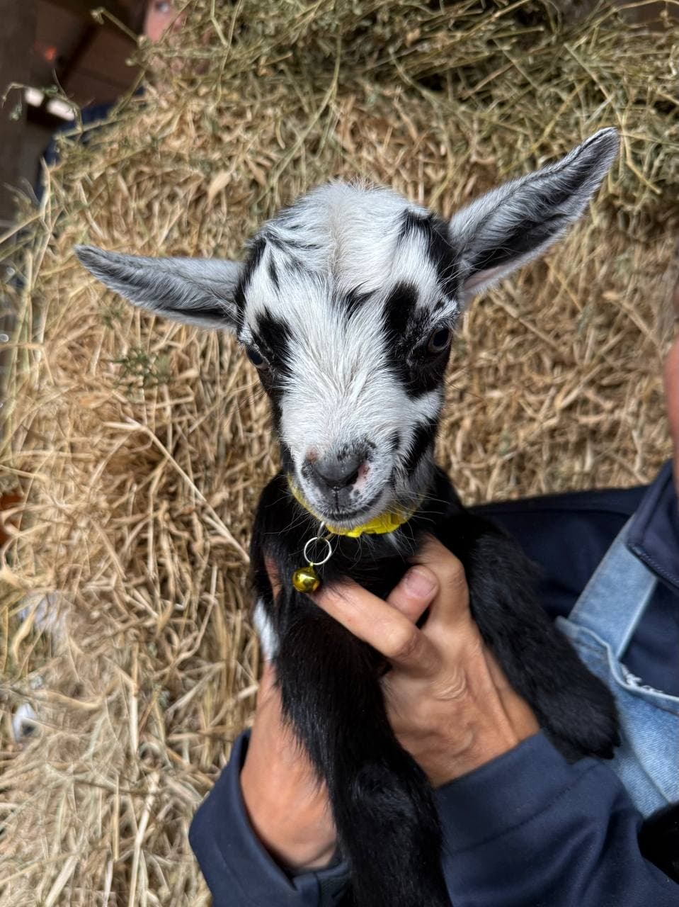 Fairhill miniature pygmy goat kid number 10
