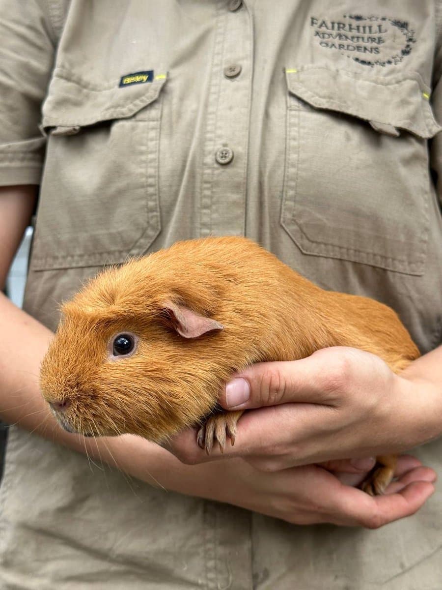 Ginger Alvin, a ginger English Crested guinea pig, held by a Fairhill Ranger