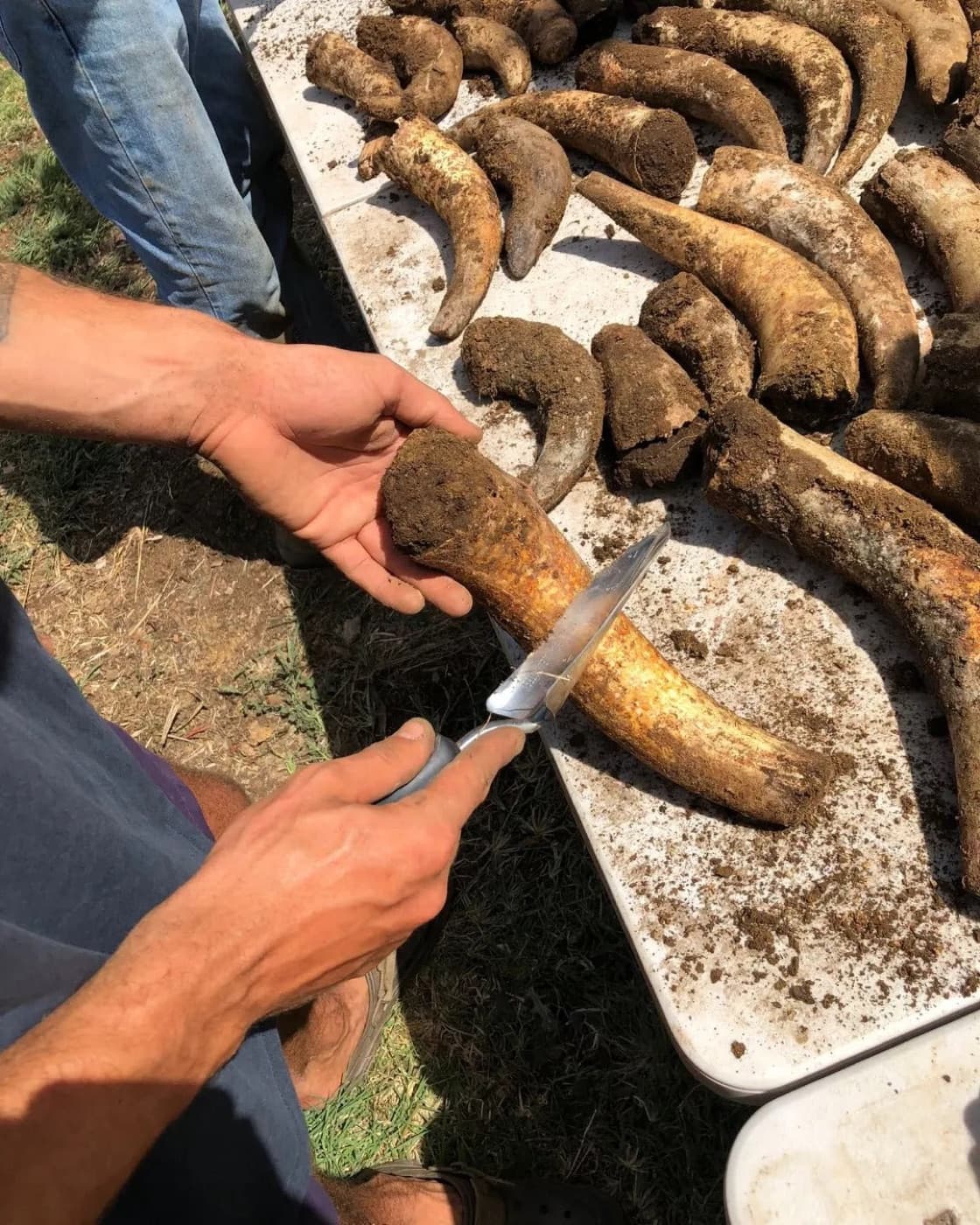 Biodynamic horn preparations, buried in the earth and opened up after fermenting