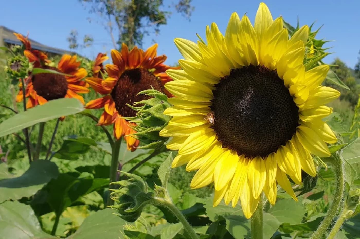 Sunflowers in bloom in a Red Soil Organics growing field under a clear blue sky