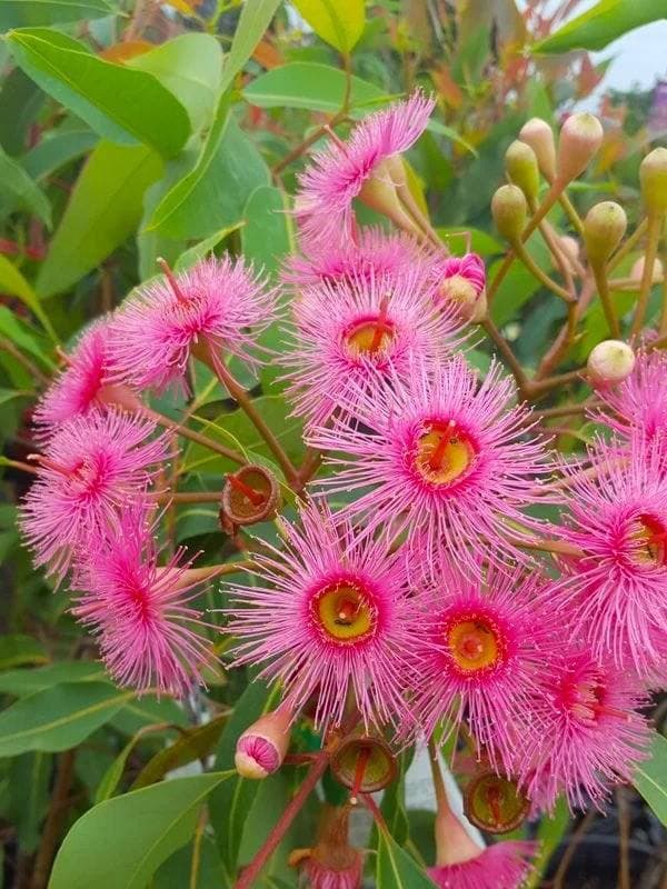 Mad May Plants Sale — While Stocks Last