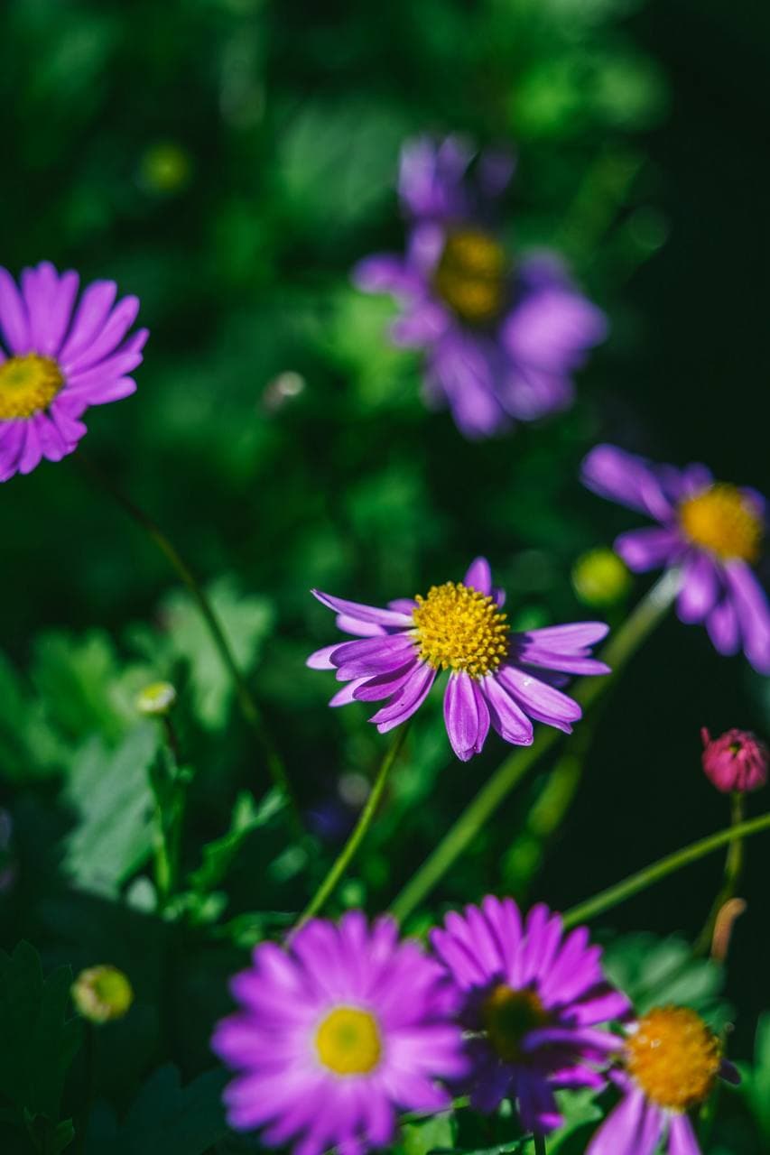Purple brachyscome daisies with golden centres