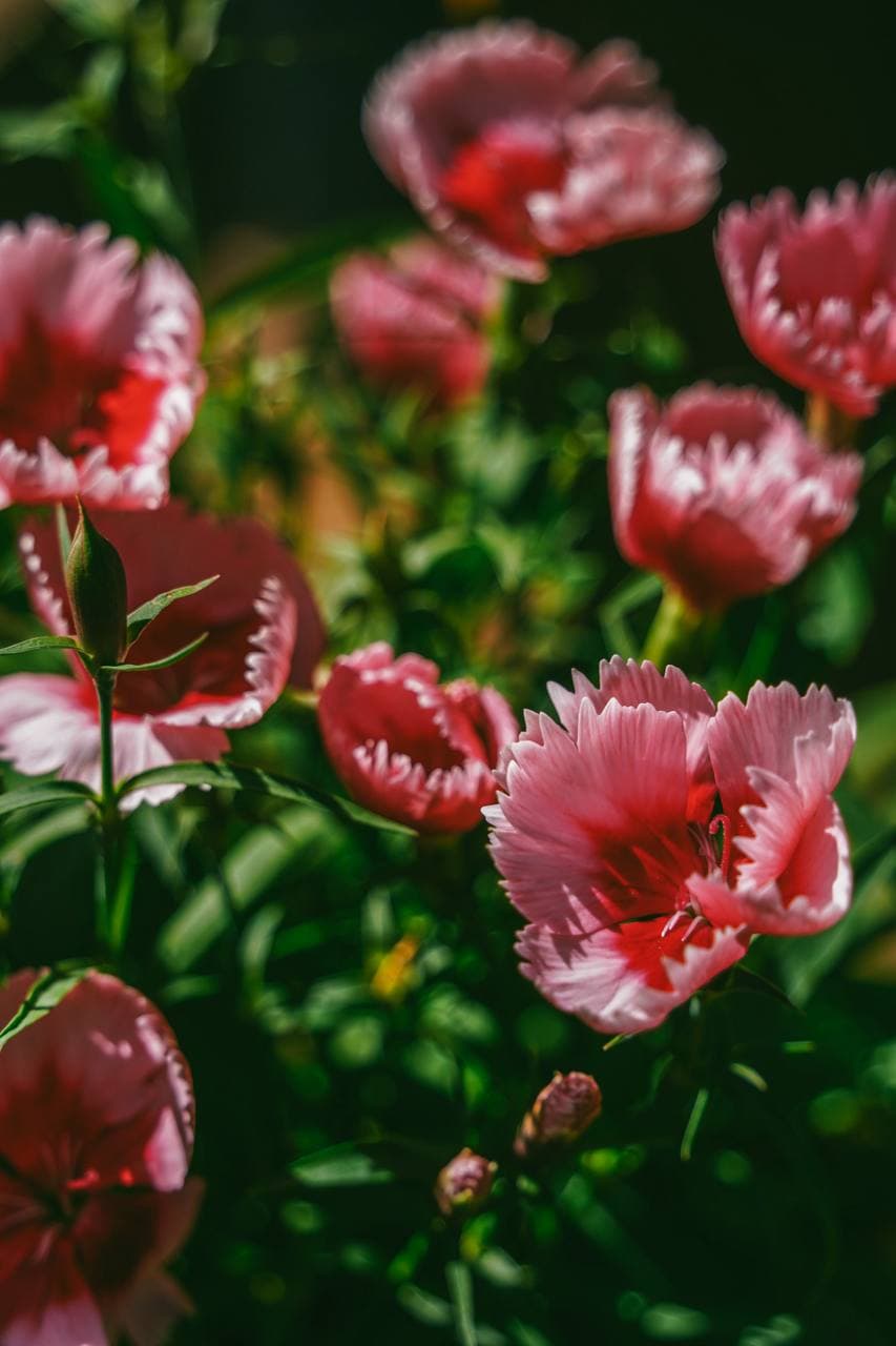 Pink and white frilled dianthus blooms in the cottage colour range