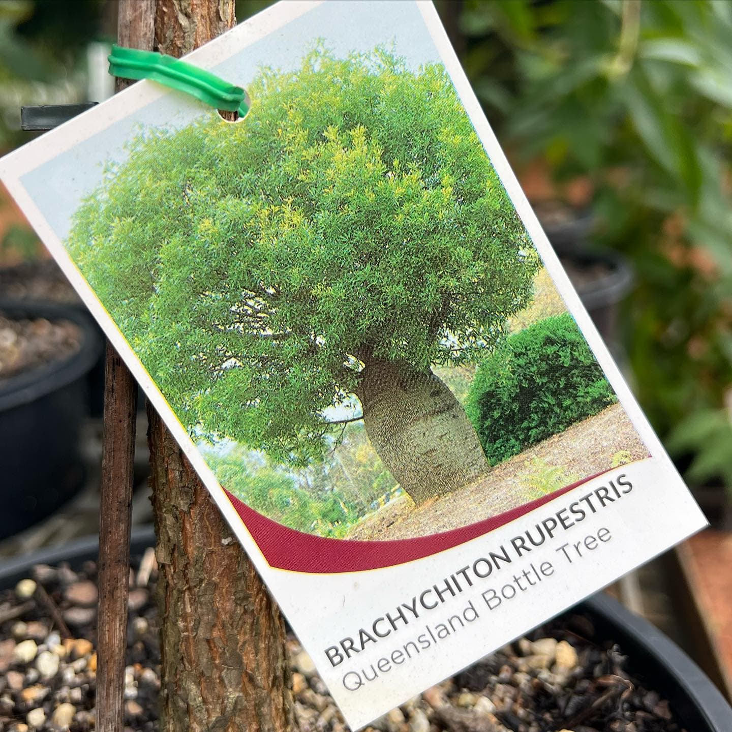 How to Plant a Dwarf Flowering Gum Tree