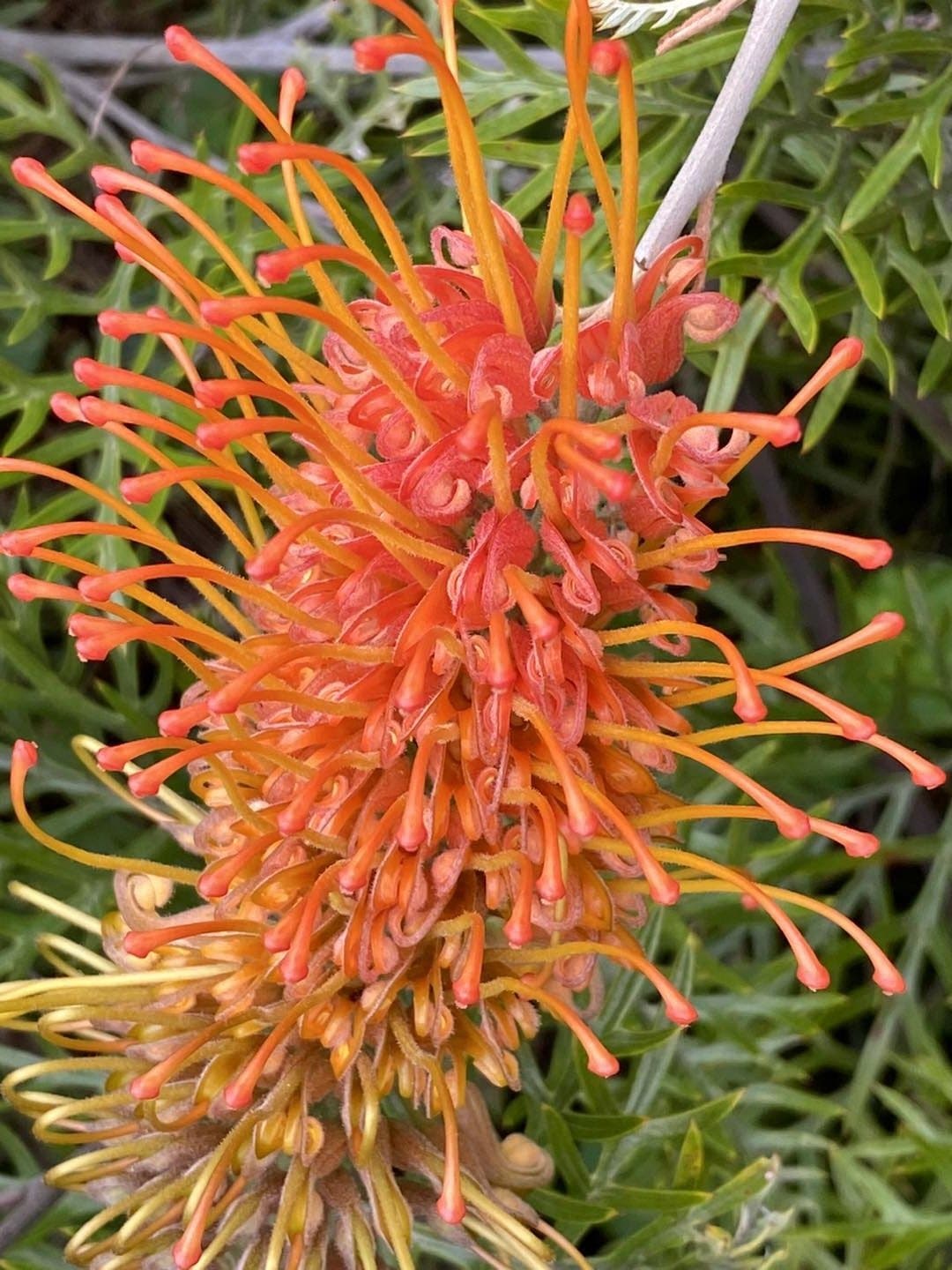 An orange grevillea in flower at Fairhill