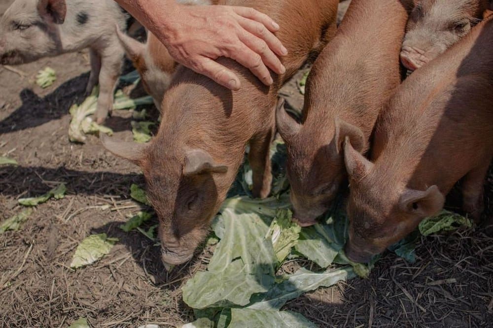 Heritage breed Green Island Duroc pigs at the Slow Food Noosa event at Fairhill