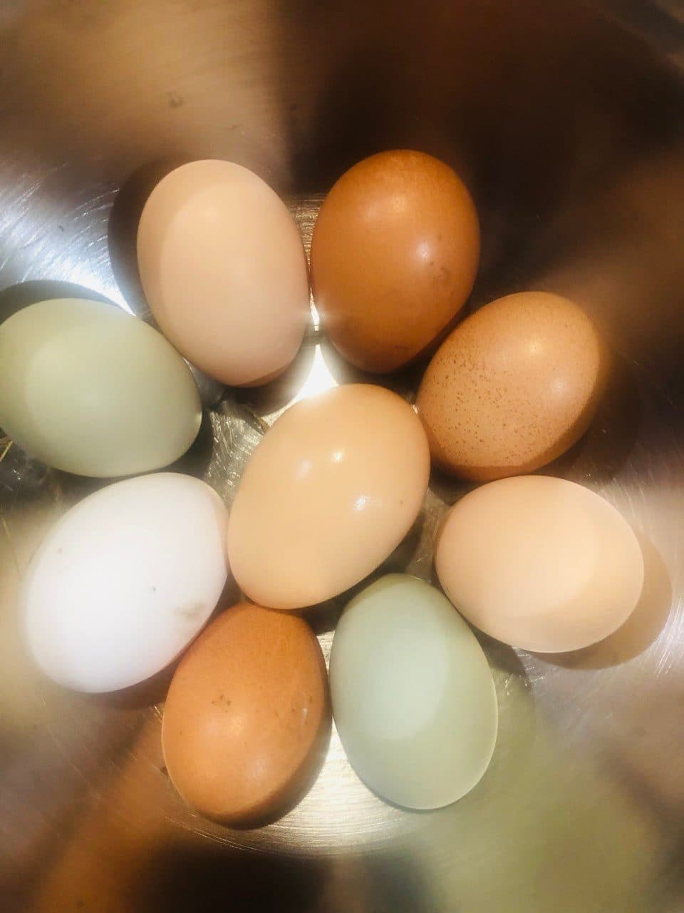 A bowl of fresh blue, brown and white eggs from the Fairhill hens