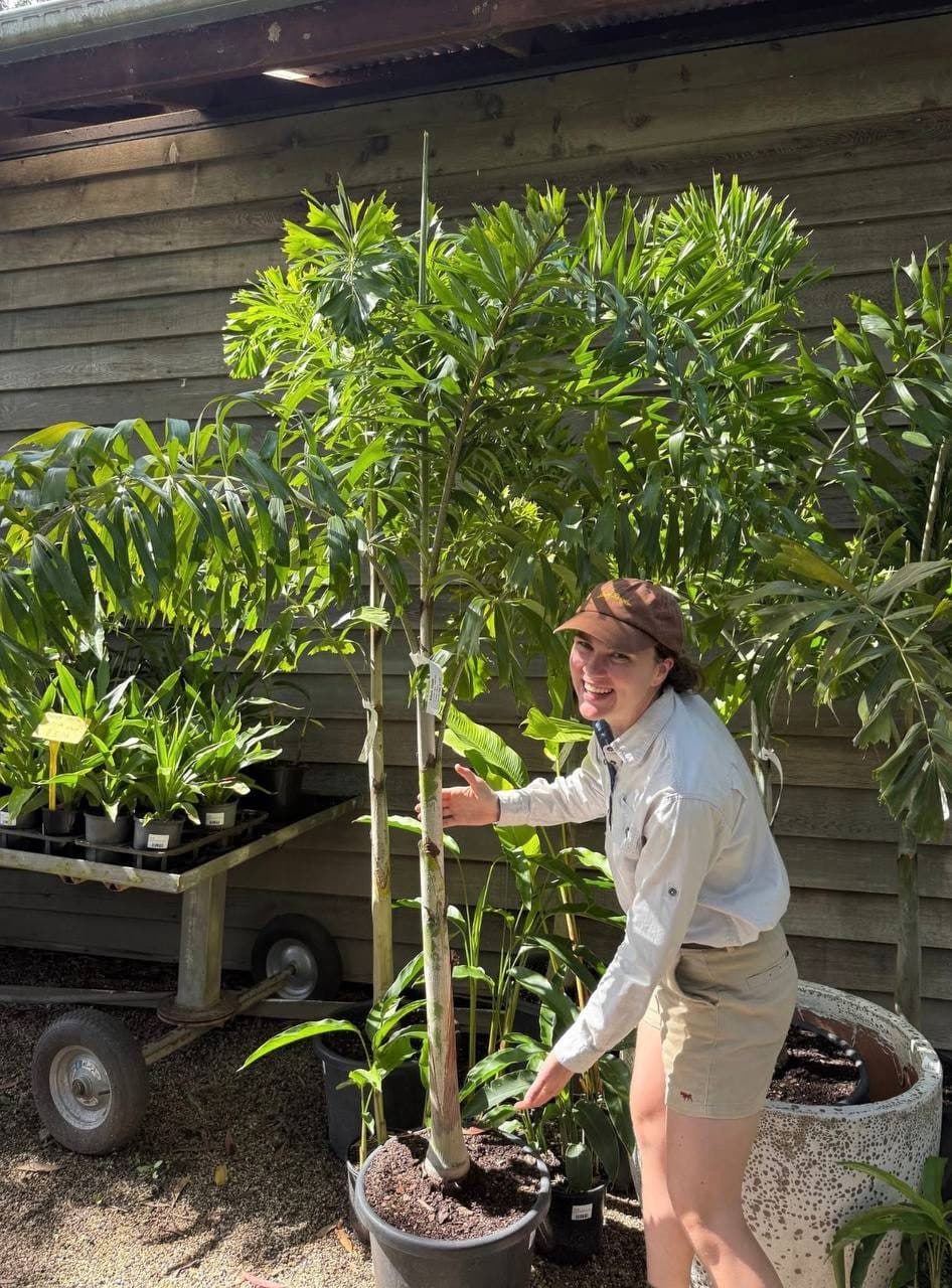 A Fairhill nursery teammate moving potted trees on a trolley