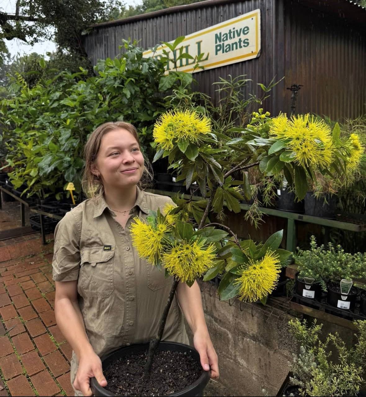 A Fairhill nursery teammate with a golden penda in the Native Plants section