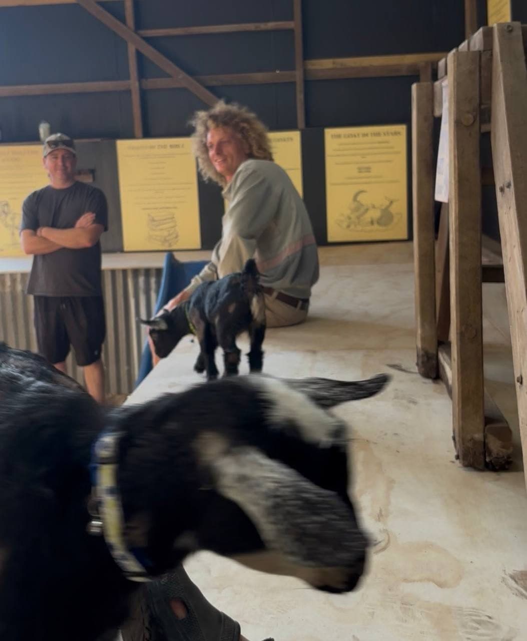 Fairhill Rangers with the goats inside the barn